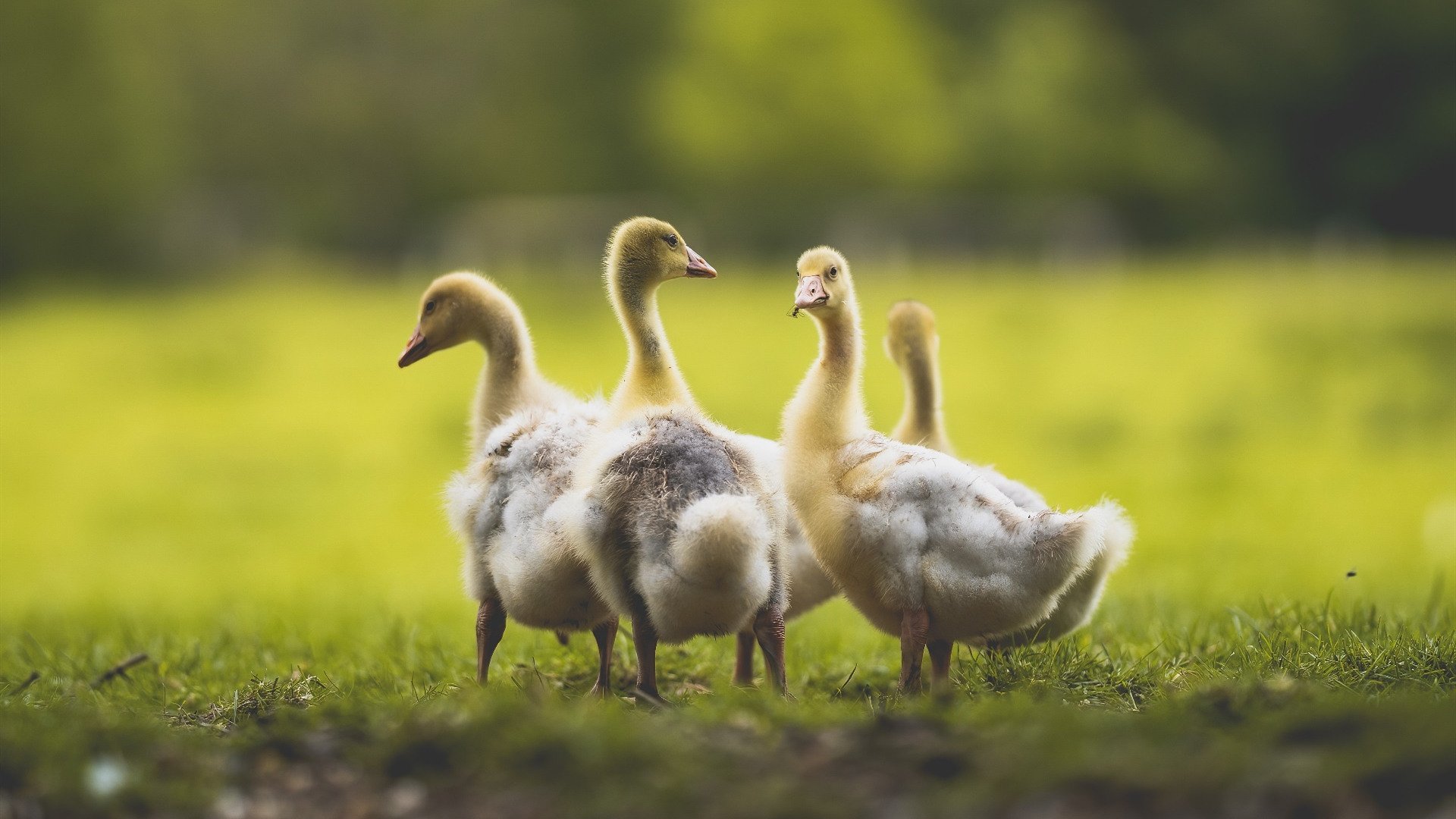 从几内亚到欧洲之巅,厄德高证明,真正的巨星在聚光灯下绽放